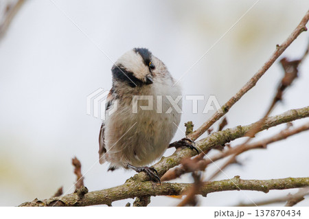 愛くるしい仕草で人気者の小さな白い鳥 エナガ 愛くるしい仕草で人気者の小さな白い鳥 エナガ 137870434