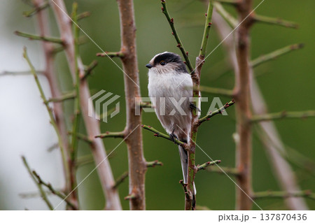 愛くるしい仕草で人気者の小さな白い鳥 エナガ 137870436