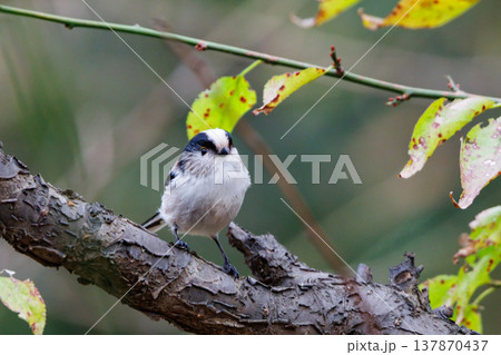 愛くるしい仕草で人気者の小さな白い鳥 エナガ 愛くるしい仕草で人気者の小さな白い鳥 エナガ 137870437