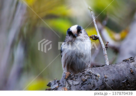 愛くるしい仕草で人気者の小さな白い鳥 エナガ 137870439