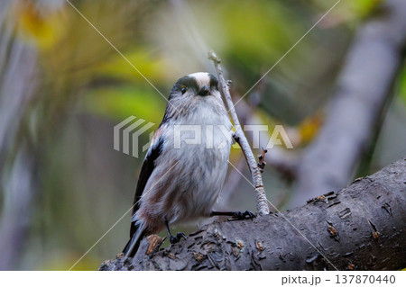 愛くるしい仕草で人気者の小さな白い鳥 エナガ 愛くるしい仕草で人気者の小さな白い鳥 エナガ 137870440