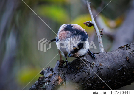 愛くるしい仕草で人気者の小さな白い鳥 エナガ 137870441