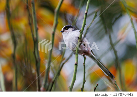 愛くるしい仕草で人気者の小さな白い鳥 エナガ 愛くるしい仕草で人気者の小さな白い鳥 エナガ 137870442