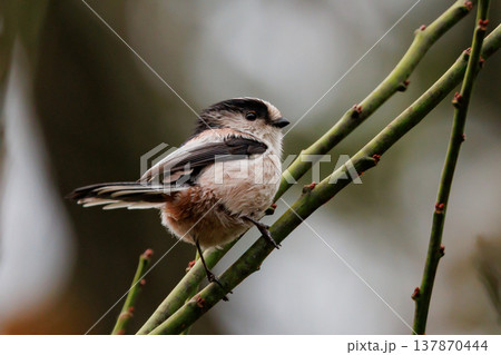 愛くるしい仕草で人気者の小さな白い鳥 エナガ 137870444