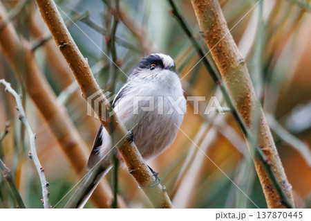 愛くるしい仕草で人気者の小さな白い鳥 エナガ 137870445