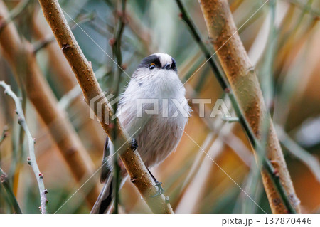 愛くるしい仕草で人気者の小さな白い鳥 エナガ 137870446