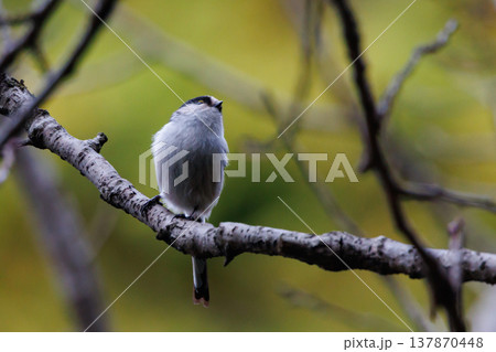 愛くるしい仕草で人気者の小さな白い鳥 エナガ 137870448