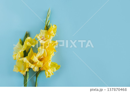 Beautiful yellow Gladiolus flowers on a blue background. Beautiful yellow Gladiolus flowers on a blue background. 137870468