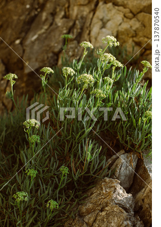 Green plants in a rock on the coast of the Adriatic Sea. Green plants in a rock on the coast of the Adriatic Sea. 137870540