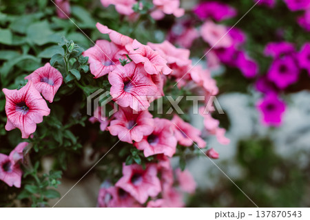 Beautiful pink petunia flowers on a summer street. Beautiful pink petunia flowers on a summer street. 137870543