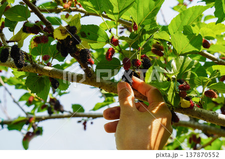 A hand is picking up dark mulberries on a branch, blue sky background, fruit, fresh, organic, copy space A hand is picking up dark mulberries on a branch, blue sky background, fruit, fresh, organic, copy space 137870552