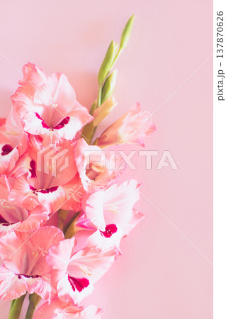Beautiful pink Gladiolus flowers on a pink background. 137870626