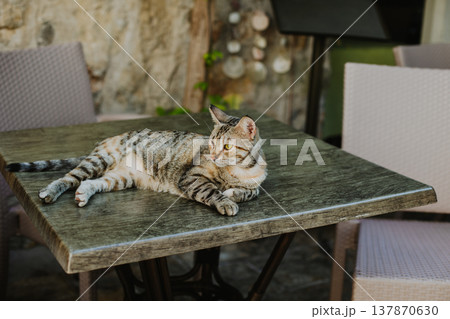 Cute tabby grey cat on a table in a street cafe of Budva old town, Montenegro. 137870630
