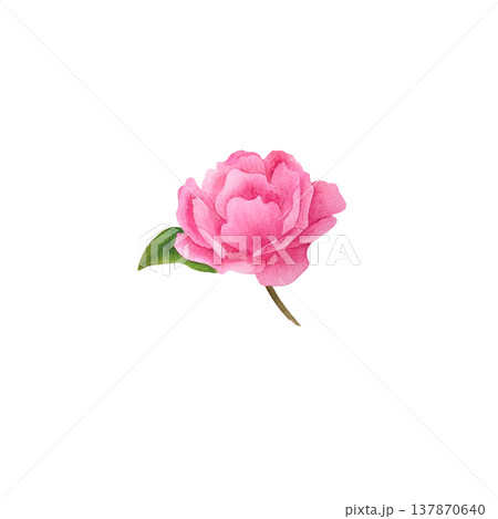 A pink rose, a hand-painted watercolor botanical illustration of a flower with soft petals, a single green leaf, and a short stem. Clean white background, clip art for gardening and floral design: 137870640
