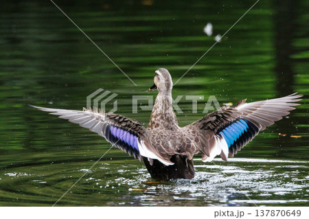 毎年親子連れの行進が話題を集めるカルガモ 毎年親子連れの行進が話題を集めるカルガモ 137870649