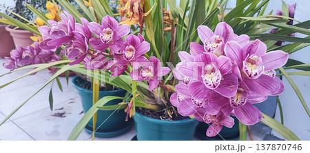 A close-up of blooming pink orchids in pots with green leaves outdoors in the Portuguese climate. Concepts for spring renewal, gardening, plant care, and the aesthetic appreciation of flowers. A close-up of blooming pink orchids in pots with green leaves outdoors in the Portuguese climate. Concepts for spring renewal, gardening, plant care, and the aesthetic appreciation of flowers. 137870746