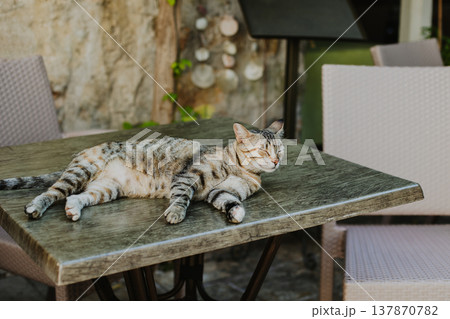 Cute tabby grey cat on a rocks of Budva old town, Montenegro. Cute tabby grey cat on a rocks of Budva old town, Montenegro. 137870782