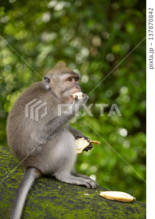 Long-tailed macaque monkey in the Sacred Forest Sanctuary in Ubud, Bali, Indonesia. The Sacred Monkey Forest Sanctuary is a nature reserve and temple complex Long-tailed macaque monkey in the Sacred Forest Sanctuary in Ubud, Bali, Indonesia. The Sacred Monkey Forest Sanctuary is a nature reserve and temple complex 137870842