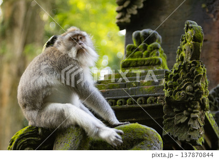 Long-tailed macaque monkey in the Sacred Forest Sanctuary in Ubud, Bali, Indonesia. The Sacred Monkey Forest Sanctuary is a nature reserve and temple complex 137870844
