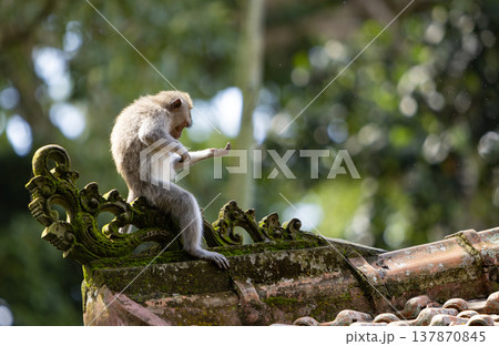 Long-tailed macaque monkey in the Sacred Forest Sanctuary in Ubud, Bali, Indonesia. The Sacred Monkey Forest Sanctuary is a nature reserve and temple complex 137870845