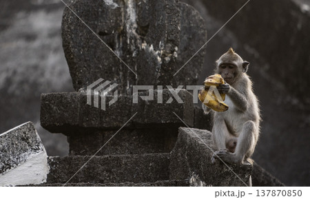 Long-tailed macaque monkey in the Sacred Forest Sanctuary in Ubud, Bali, Indonesia. The Sacred Monkey Forest Sanctuary is a nature reserve and temple complex Long-tailed macaque monkey in the Sacred Forest Sanctuary in Ubud, Bali, Indonesia. The Sacred Monkey Forest Sanctuary is a nature reserve and temple complex 137870850