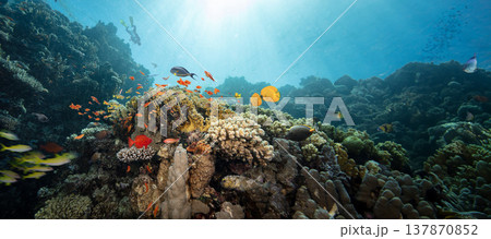 Underwater Tropical Corals Reef with colorful sea fish. Marine life sea world. Tropical colorful underwater seascape. 137870852