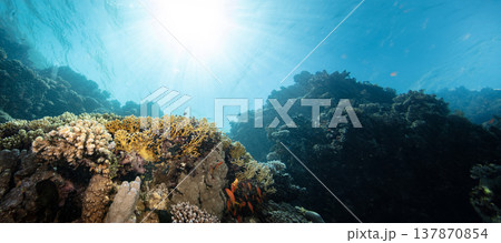 Underwater Tropical Corals Reef with colorful sea fish. Marine life sea world. Tropical colorful underwater seascape. 137870854