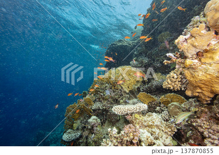 Underwater Tropical Corals Reef with colorful sea fish. Marine life sea world. Tropical colorful underwater seascape. 137870855