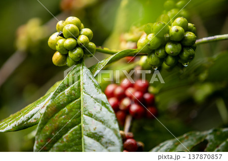 Close up fresh red and green coffee cherries in coffee plantations Close up fresh red and green coffee cherries in coffee plantations 137870857
