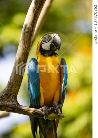 Close up of a beautiful Blue and Yellow Macaw (Ara ararauna) 137870862