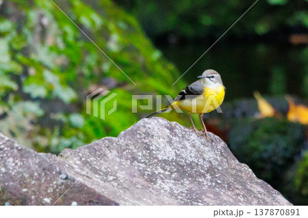 警戒心が強く、水辺を好んであざやかなレモンイエローを纏う綺麗な鳥のキセキレイ 137870891