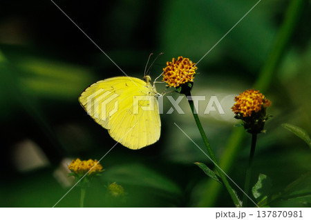 モンキチョウと似ているけど白い紋がないのがキチョウ 137870981