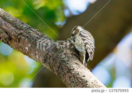 日本で一番小さなキツツキ コゲラ 日本で一番小さなキツツキ コゲラ 137870993