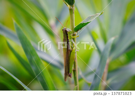 イネ科植物が大好きな農業害虫コバネイナゴ イネ科植物が大好きな農業害虫コバネイナゴ 137871023