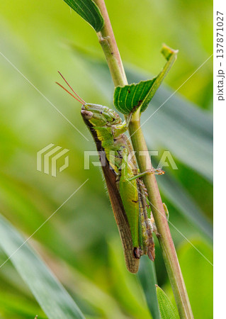 イネ科植物が大好きな農業害虫コバネイナゴ 137871027