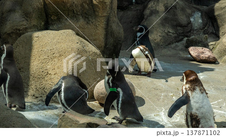 Group of playful penguins interacting on rocky terrain, showcasing their unique behaviors in a natural habitat setting with sunlight filtering through Group of playful penguins interacting on rocky terrain, showcasing their unique behaviors in a natural habitat setting with sunlight filtering through 137871102