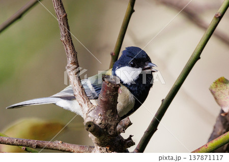 胸のネクタイが可愛らしい身近な野鳥 シジュウカラ 137871117