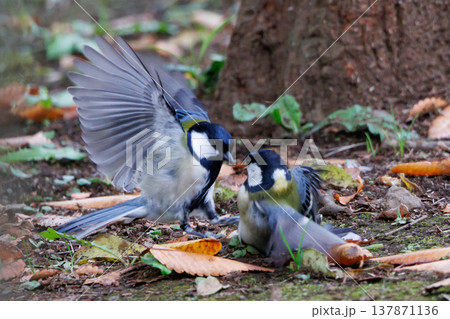 胸のネクタイが可愛らしい身近な野鳥 シジュウカラ 胸のネクタイが可愛らしい身近な野鳥 シジュウカラ 137871136