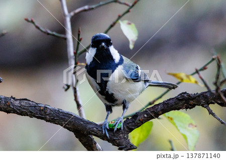 胸のネクタイが可愛らしい身近な野鳥 シジュウカラ 胸のネクタイが可愛らしい身近な野鳥 シジュウカラ 137871140