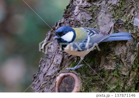 胸のネクタイが可愛らしい身近な野鳥 シジュウカラ 胸のネクタイが可愛らしい身近な野鳥 シジュウカラ 137871146