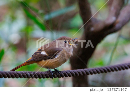 ジョビコの愛称で可愛らしい仕草が愛される冬鳥の ジョウビタキの雌 ジョビコの愛称で可愛らしい仕草が愛される冬鳥の ジョウビタキの雌 137871167