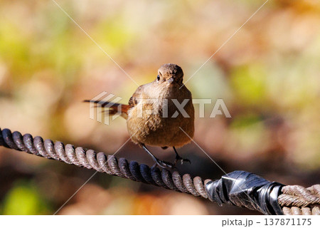 ジョビコの愛称で可愛らしい仕草が愛される冬鳥の ジョウビタキの雌 ジョビコの愛称で可愛らしい仕草が愛される冬鳥の ジョウビタキの雌 137871175