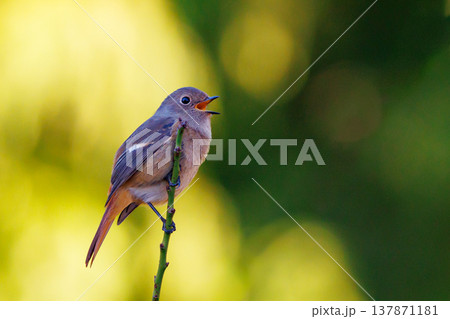 ジョビコの愛称で可愛らしい仕草が愛される冬鳥の ジョウビタキの雌 137871181