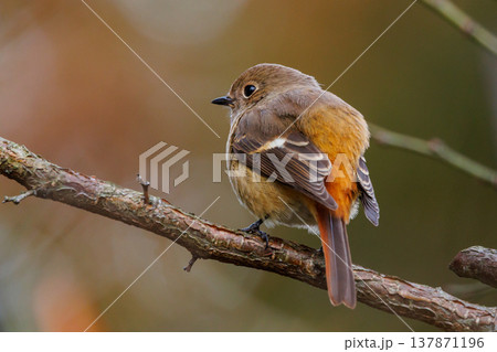 ジョビコの愛称で可愛らしい仕草が愛される冬鳥の ジョウビタキの雌 137871196