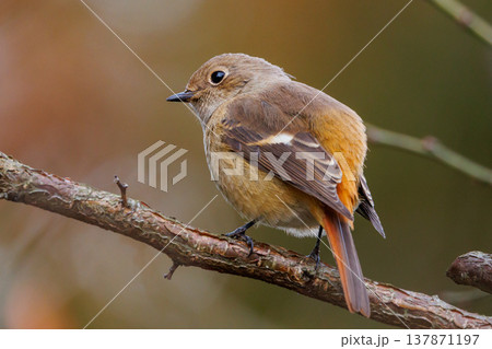 ジョビコの愛称で可愛らしい仕草が愛される冬鳥の ジョウビタキの雌 ジョビコの愛称で可愛らしい仕草が愛される冬鳥の ジョウビタキの雌 137871197