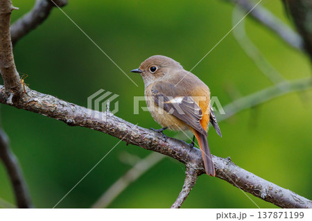 ジョビコの愛称で可愛らしい仕草が愛される冬鳥の ジョウビタキの雌 137871199