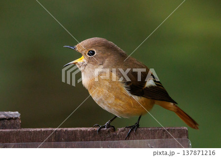 ジョビコの愛称で可愛らしい仕草が愛される冬鳥の ジョウビタキの雌 ジョビコの愛称で可愛らしい仕草が愛される冬鳥の ジョウビタキの雌 137871216