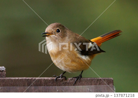 ジョビコの愛称で可愛らしい仕草が愛される冬鳥の ジョウビタキの雌 ジョビコの愛称で可愛らしい仕草が愛される冬鳥の ジョウビタキの雌 137871218