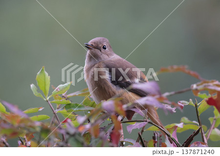 ジョビコの愛称で可愛らしい仕草が愛される冬鳥の ジョウビタキの雌 ジョビコの愛称で可愛らしい仕草が愛される冬鳥の ジョウビタキの雌 137871240