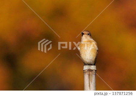 ジョビコの愛称で可愛らしい仕草が愛される冬鳥の ジョウビタキの雌 137871256